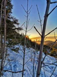 Trees on snow covered land against sky during sunset