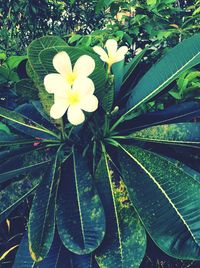 Close-up of frangipani blooming outdoors