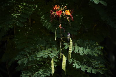 Close-up of flowering plant in forest