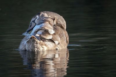 Close-up of duck swimming on lake