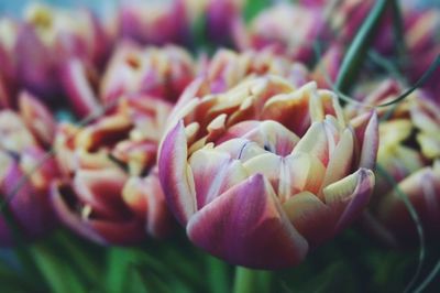 Close-up of flowers blooming outdoors