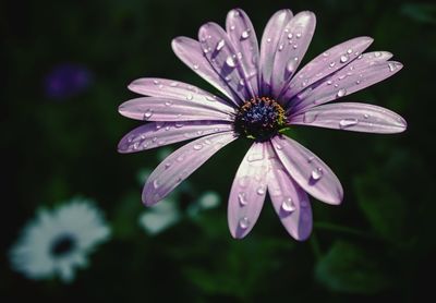 Close-up of water drops on purple flower