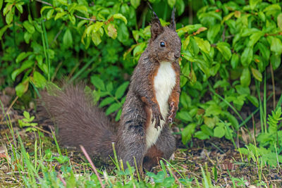 Squirrel in a field