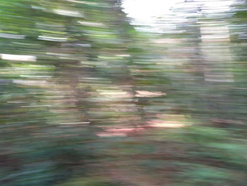 Blurred motion of trees growing in forest