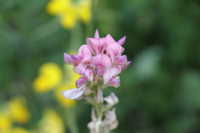 Close-up of pink flowering plant on field