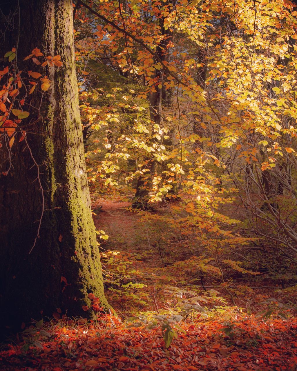 TREES AND PLANTS IN FOREST DURING AUTUMN
