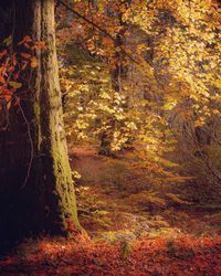 Trees in forest during autumn