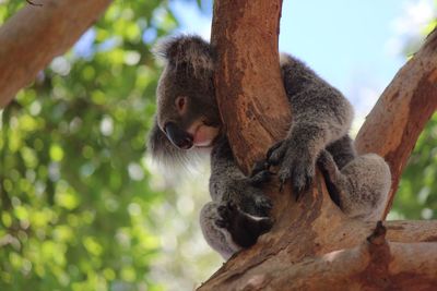 Low angle view of lion sitting on tree
