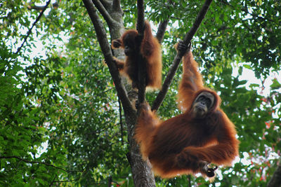 Sumatran orangutan with infant on tree at forest