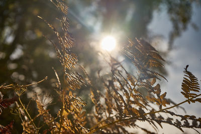 Close-up of plant against bright sun