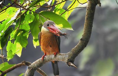 Low angle view of bird perching on tree