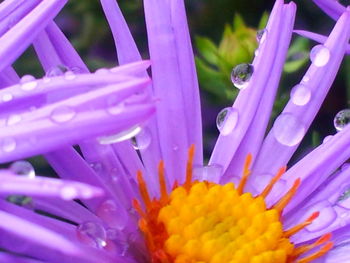 Close-up of flower blooming outdoors