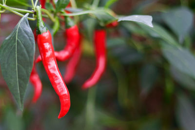 Close-up of red chili peppers on branch