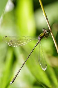 Close-up of dragonfly on plant