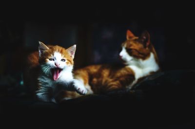 Close-up portrait of cat relaxing at night