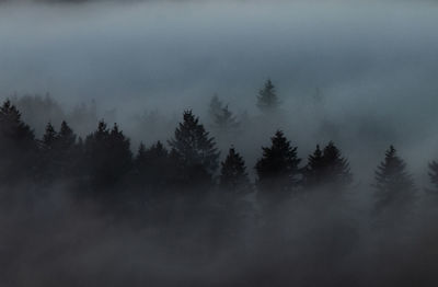 Silhouette trees in forest against sky