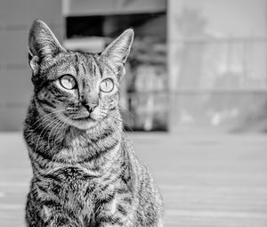 Close-up of cat looking away