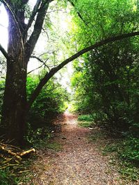 Trees in forest