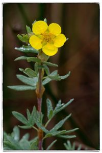 Close-up of yellow flowers blooming outdoors