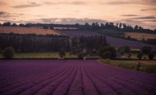 Scenic view of field against cloudy sky