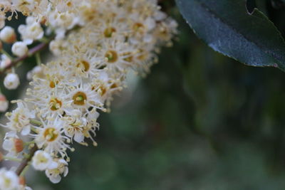 Close-up of white cherry blossom on tree