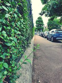 Road by trees in city