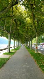 Road passing through trees