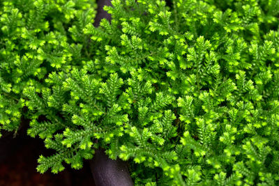 Close-up of fresh green plants