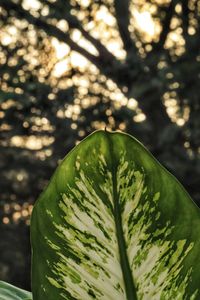 Close-up of fresh green leaves