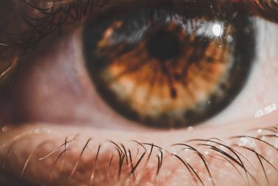 Detail shot of brown eye with lashes