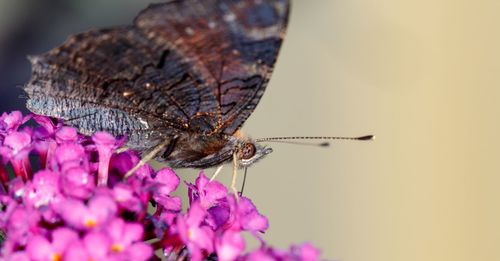 Close-up of butterfly pollinating on purple flower