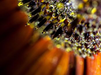 Close-up of water drops on plant