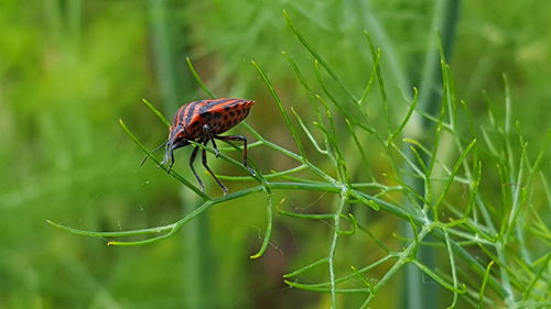 Close-up of insect on leaf