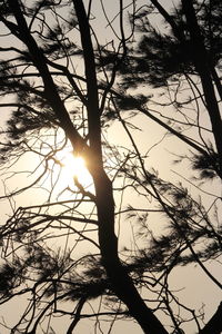 Low angle view of silhouette bare tree against sky