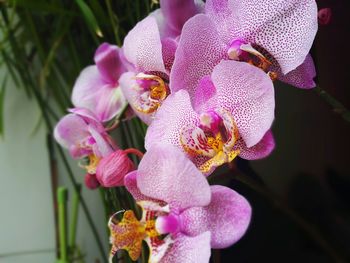 Close-up of pink orchid blooming outdoors