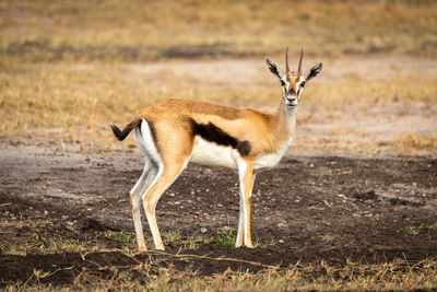Thomson gazelle stands in profile watching camera