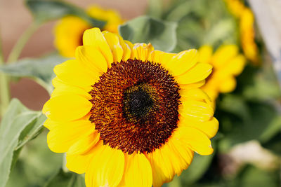 Close-up of sunflower