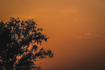 Low angle view of silhouette tree against orange sky