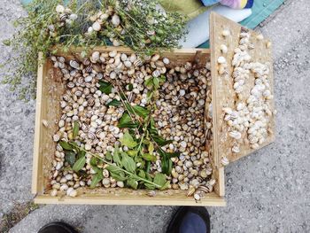 High angle view of chopped vegetables on plant