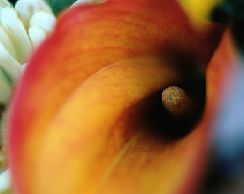 Extreme close-up of orange flower head