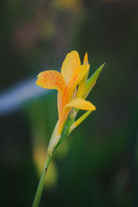 One yellow canna flower, yellow flower, canna flower