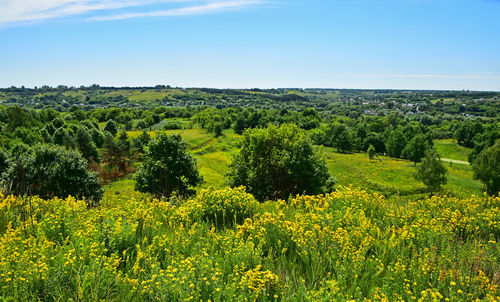 Scenic view of field against sky