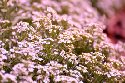 Close-up of flowering plant