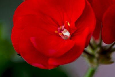 Close-up of red rose flower