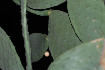 Close-up of water drops on plant