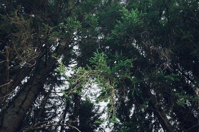 Low angle view of trees in forest