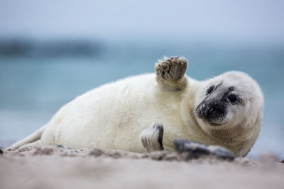 View of a dog lying in sea