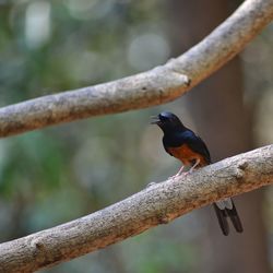 Close-up of bird perching on branch