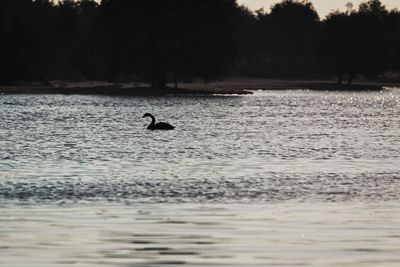 Silhouette ducks swimming in lake