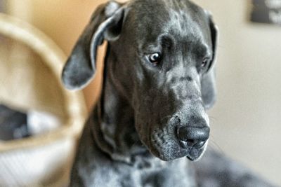 Close-up portrait of dog